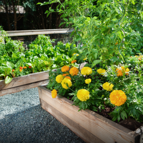 Garden Care Service NSW