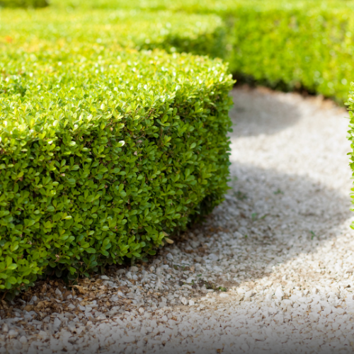 Hedge Trimming Service NSW